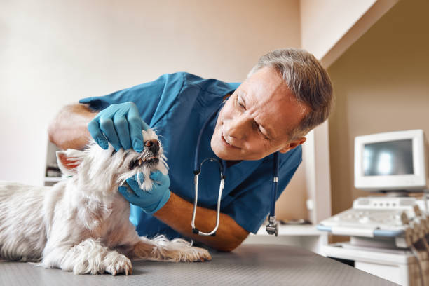 Best Emergency Root Canal Therapy in Clarks Summit, PA